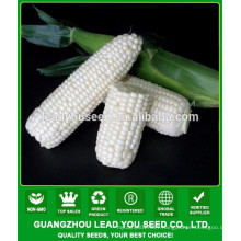 CO05 Meinuo no.2 f1 hybrid waxy and sweet white corn seeds sales